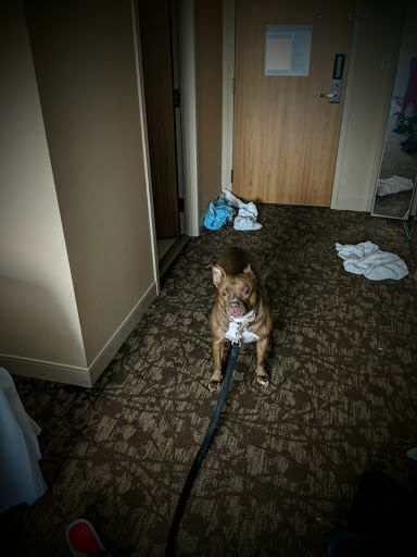 Pet Supply Store «Pet Supplies Plus», reviews and photos, 1676 E Summit St, Crown Point, IN 46307, USA