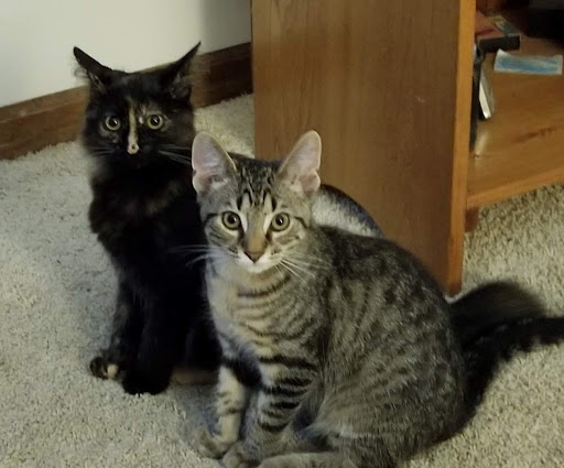 Pet Supply Store «Pet Supplies Plus», reviews and photos, 5348 Dixie Hwy, Waterford Twp, MI 48329, USA