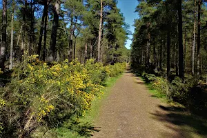 South Annsmuir Woods image