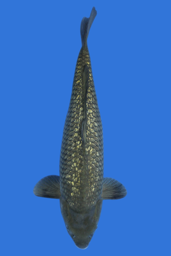 Cali Koi image