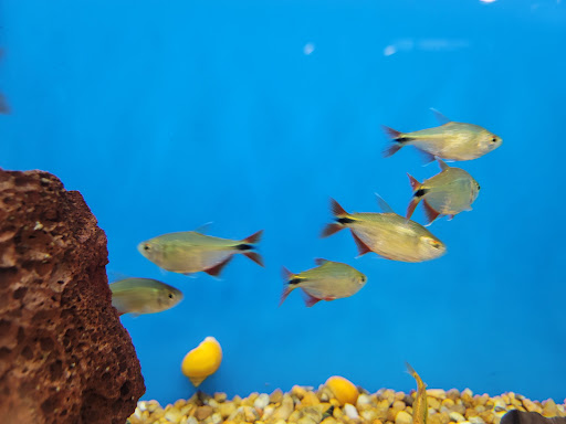 Pet Supply Store «Petco Animal Supplies», reviews and photos, 3537 Washtenaw Ave, Ann Arbor, MI 48104, USA