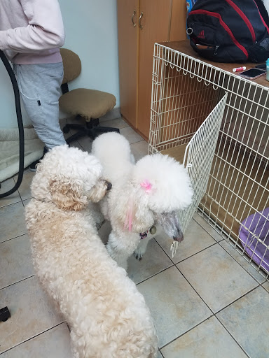 Pet Store «Rainbow Pet Supplies», reviews and photos, 3940 58th St, Woodside, NY 11377, USA