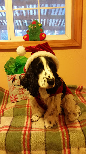 Pet Groomer «B-I-S Pet Grooming», reviews and photos, 5670 Main St, Springfield, OR 97478, USA