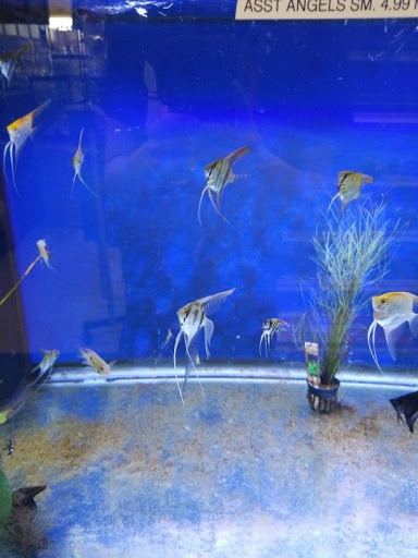 Pet Store «Pet City», reviews and photos, 2119 Collier Pkwy, Land O Lakes, FL 34639, USA