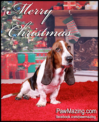 PawMazing Photography Studio - Photo 5 - Car repair in Monrovia, CA, El Monte