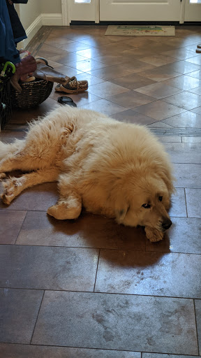 Pet Store «PetSmart», reviews and photos, 11805 Willow Creek Dr, Auburn, CA 95603, USA