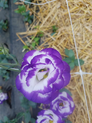 Florist «Pinewood and Posies», reviews and photos, 4547 White Oak Rd, Paradise, PA 17562, USA