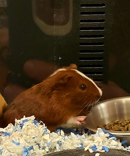 Pet Supply Store «PetSmart», reviews and photos, 1050 McKinley Pl Dr #30, San Marcos, TX 78666, USA