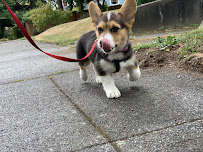 Cat’s Got Your Dog! - Photo 5 - Car repair in , Bellevue