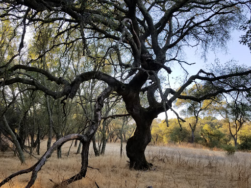 Ancil Hoffman Park image