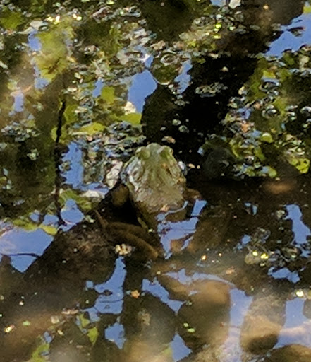 Nature Preserve «Goodenow Grove Nature Preserve», reviews and photos, 27064 Dutton Rd, Beecher, IL 60401, USA