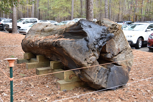 National Park «Congaree National Park», reviews and photos