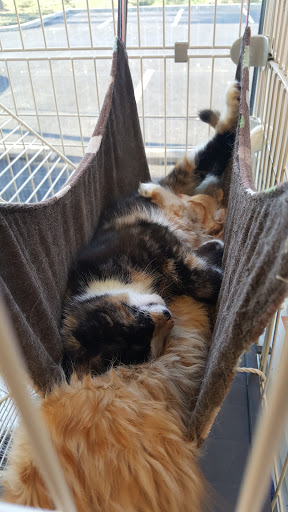 Pet Supply Store «Concord Pet Foods & Supplies», reviews and photos, 318 Village Center Dr, Logan Township, NJ 08085, USA