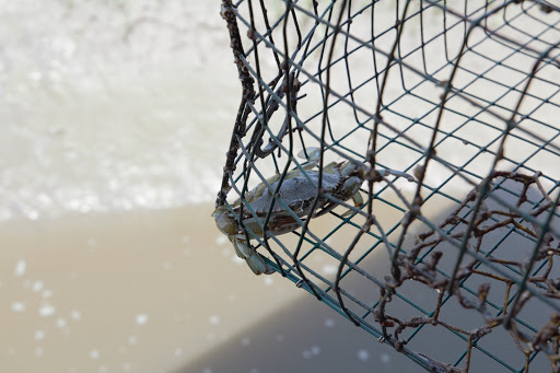 Museum «Coastal Discovery Museum», reviews and photos, 70 Honey Horn Dr, Hilton Head Island, SC 29926, USA