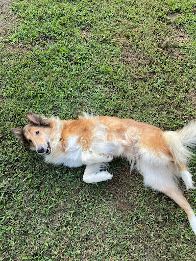 Pensioni per cani e dog hotel a Sesia Dog's Island