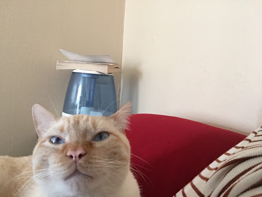 Animal Shelter «Humane Society of El Paso», reviews and photos