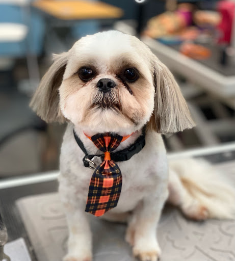 Pet Store «Canine Carousel», reviews and photos, 43135 Broadlands Center Plaza #129, Ashburn, VA 20148, USA