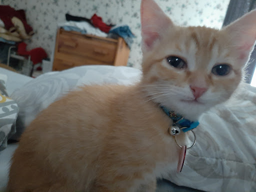 Pet Store «Petsway», reviews and photos, 1717 W Kearney St, Springfield, MO 65803, USA