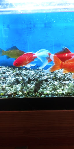 Pet Store «Pets World», reviews and photos, 147 Bridge St, Weymouth, MA 02191, USA