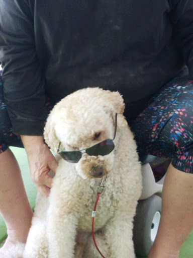 Pet Groomer «DePaw Place - Dog Grooming Salon», reviews and photos, 68771 Main St, Richmond, MI 48062, USA