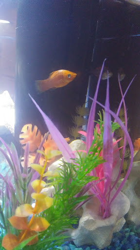 Pet Store «Fish-N-Pets Unlimited», reviews and photos, 11710 Bissonnet St, Houston, TX 77099, USA