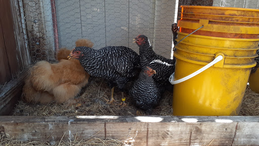 Pet Supply Store «Largo Feed & Garden Supply Inc», reviews and photos, 210 W Bay Dr, Largo, FL 33770, USA