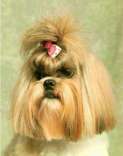 Boutique «Fetching Canine Grooming and Boutique», reviews and photos, 1490 W State Rd 434, Longwood, FL 32750, USA