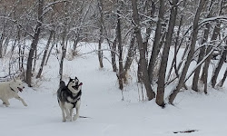 Tony Grampsas Dog Park