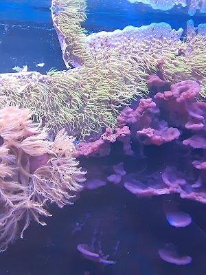 Treasures of the Sea - photo 23