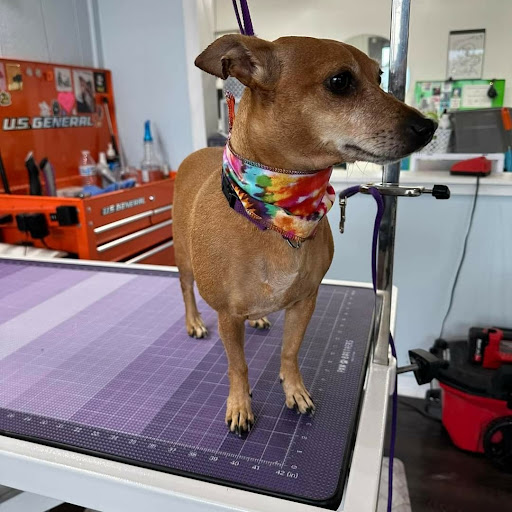 Fido & Felix Pet Parlor