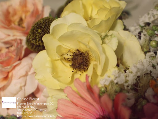 Florist «Caruso Florist», reviews and photos, 1717 M St NW, Washington, DC 20036, USA