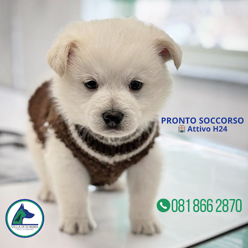 Pensioni per cani e dog hotel a Clinica Veterinaria Villa Di Somma