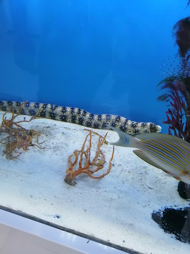 Aquarium «Aquarama Inc», reviews and photos, 2151 NW 27th Ave, Miami, FL 33142, USA