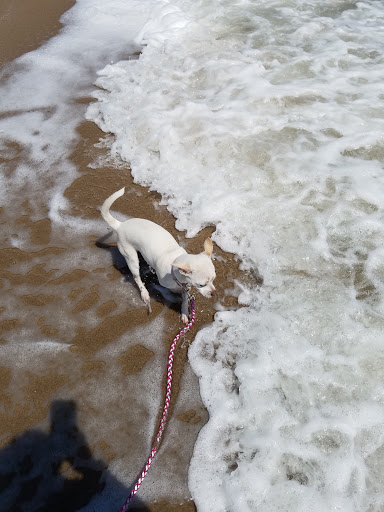 Gift Shop «North Beach Gift Shop», reviews and photos, 2901 Surfside Blvd, Corpus Christi, TX 78402, USA