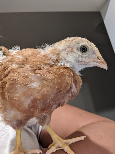 Pet Supply Store «Concord Feed Pet & Livestock Supplies», reviews and photos, 228 Hookston Rd, Pleasant Hill, CA 94523, USA