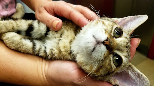 Pet Store «Petland Las Vegas», reviews and photos, 8800 W Charleston Blvd #3, Las Vegas, NV 89145, USA