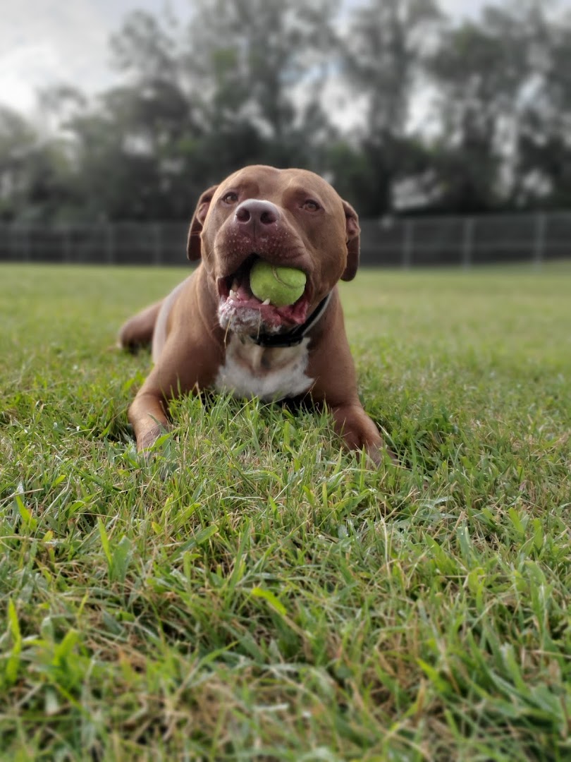 Dog Park at Southwest Area Park