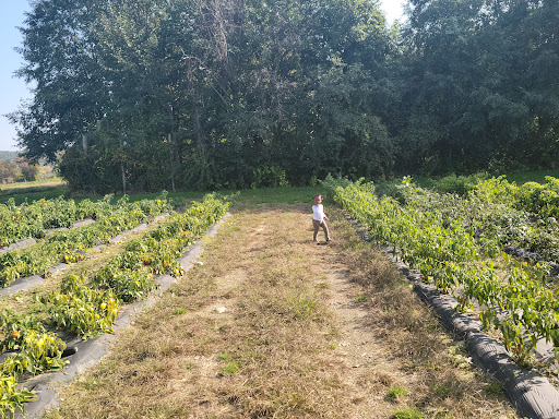 Orchard «Barton Orchards - Noxon Road Store Open Year Round - The Farm is CLOSED for the Season.», reviews and photos, 63 Apple Tree Ln, Poughquag, NY 12570, USA