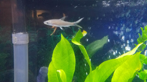 Pet Supply Store «Pet Supplies Plus», reviews and photos, 585 Moseley Rd, Fairport, NY 14450, USA