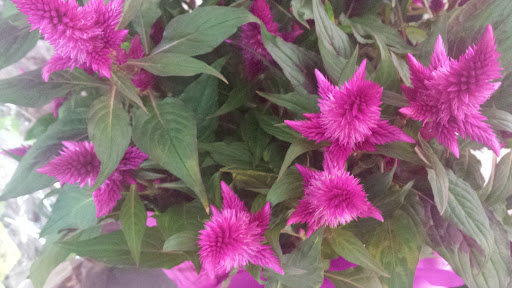 Coffee Shop «Starbucks», reviews and photos, 3401 Raleigh Rd Pkwy W #101, Wilson, NC 27896, USA