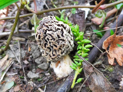 Bois d'Angy à Bury