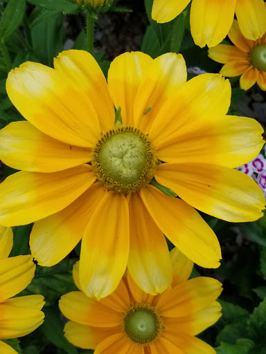 Farm «Manoff Market Gardens», reviews and photos, 3157 Comfort Rd, Solebury, PA 18963, USA