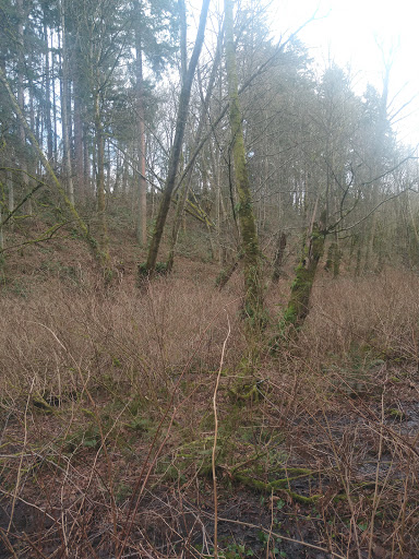 State Park «Dash Point State Park», reviews and photos, 5700 SW Dash Point Rd, Federal Way, WA 98023, USA