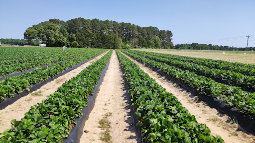 Agricultural production Fayetteville