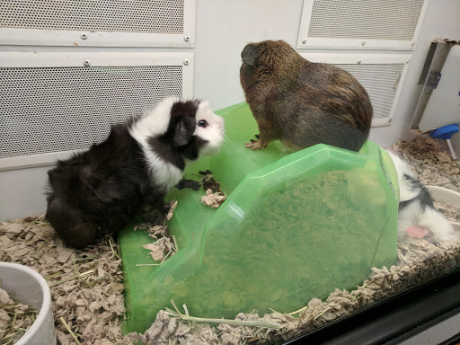 Pet Supply Store «Petco Animal Supplies», reviews and photos, 8164 Mall Pkwy, Lithonia, GA 30038, USA