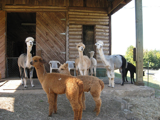 Sylvan Skies Alpacas