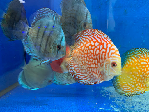 Tropical Fish Store «BB Fish and Pets», reviews and photos, 9226 Cypress Creek Pkwy, Houston, TX 77064, USA