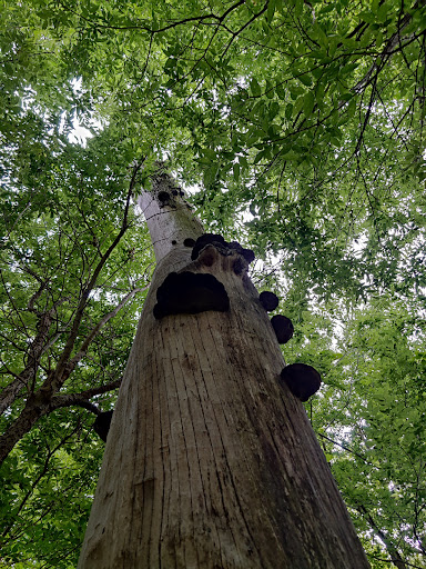 Nature Preserve «Spring Creek Forest Preserve», reviews and photos, 1770 Holford Rd, Garland, TX 75044, USA
