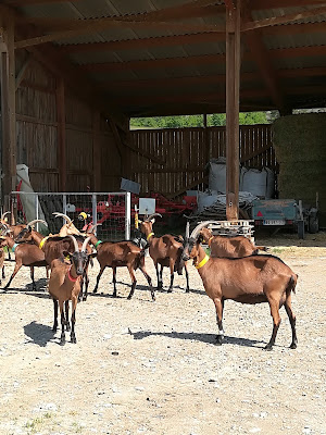 Ferme du coq à l'âne à Garde-Colombe