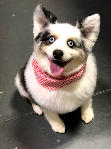 Pet Groomer «The Fetch House», reviews and photos, 130 W Washington St, Madison, GA 30650, USA